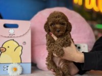 Poodle kalite asla tesadüf değildir