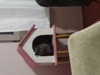 1,5 yaş dişi british shorthair