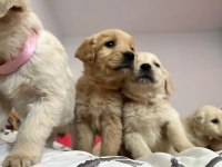 Golden Retriever Baby Face Yavrularımız