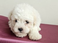 Mini boy maltese minikler