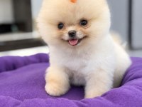 Yavru Pomeranian Boolarımız