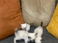 Siyam kedisi yavruları