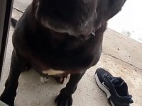 Damızlık Cane Corso