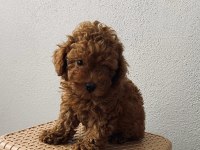 Red Brown Poodle Yavrularim Ev Üretimi