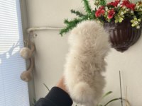 Ayı surat pomeranian yavrumuz