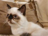 Safkan Exotic Shorthair Blue Point Dişi
