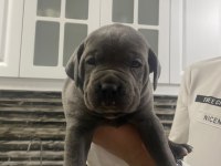 ESKİŞEHİR İÇİ YAVRU GRİ CANE CORSOLAR
