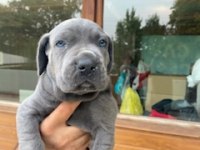 Üretim çiftliğimizden Üst kalite Cane Corso yavrular