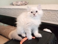 Uyguna Brittish Longhair Acil 2 Aylık Erkek