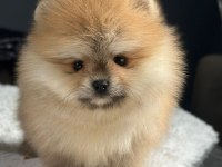Özel renk Boo Pomeranian
