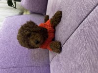 Minik poodle kızımız