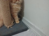 Şımarık kardeşler chinchilla