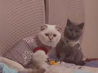 British shorthair