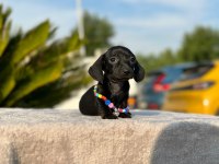 Show kalite sosis köpeği yavruları