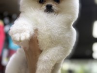 A Class Üst Düzey Pomeranian Yavrular