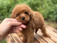 ÜST DÜZEY MALTİPOO YAVRUMUZ