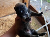 Orijinal Malinois 15 günlük Belçika Kurdu