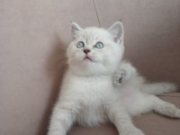 50 Günlük British Shorthair Dişi Yavru