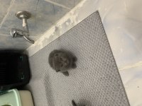 Scottish fold blue