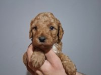 Oyuncaktan farksız poodle