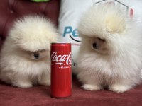 Wc eğitimli tea cup pomeranian yavrularımız