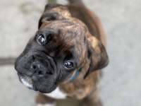Orijinal Boxer Yavruları