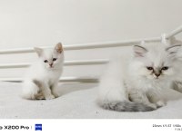 2 Aylık Longhair ve Shorthair Dişi Yavrular