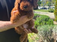 Toy Poodle Bebekleri