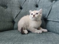 SİLVER BRİTİSH DİŞİ ERKEK