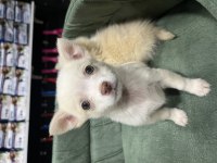 BÜYÜMEYEN KÜÇÜK EVDE BAKILACAK KÖPEĞİMİZ