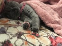 British shorthair mia kızımız
