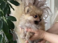 POMERANİAN BOO YAVRUMUZ YENİ YUVASINI ARIYOR
