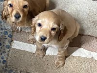 Golden retriever yavru köpekler