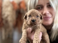Toy Poodle Yavrularımız