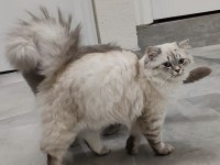 1.5 yaşında british longhair ücretsiz