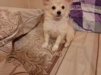Pomeranian 2 aylık kızımız sahiplendirilecek