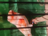 Şahane Birbirinden Güzel Alman Tepeli Kanaryalar