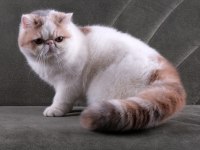 CFA ŞECERELİ SOFT CALİCO KEDİMİZ