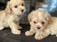 Petmode köpek çiftliğinde ziyarete açık maltipoo
