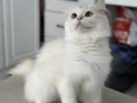 Uysal british longhair