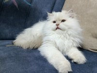 Full Şampiyon şecereli British Longhair CY1133 Kedim
