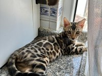 ÜST KALİTE BENGAL KEDİLER