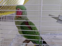 4 Aylık İskender Papağanı Evcil