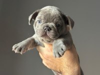 İzmir french bulldog köpeğimiz