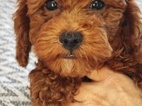 Sağlıklı güzel sevimli poodle yavrular