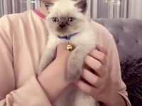 Safkan British Shorthair Paşa