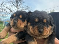 Muhteşem kaliteli rottweiler yavruları