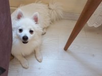 1 Yaşında erkek pomeranian