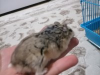 Ailenizin sevimli hamster tontonu
