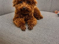 3 AYLIK DİŞİ KORE POODLE